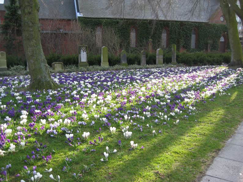 Crocus flowers